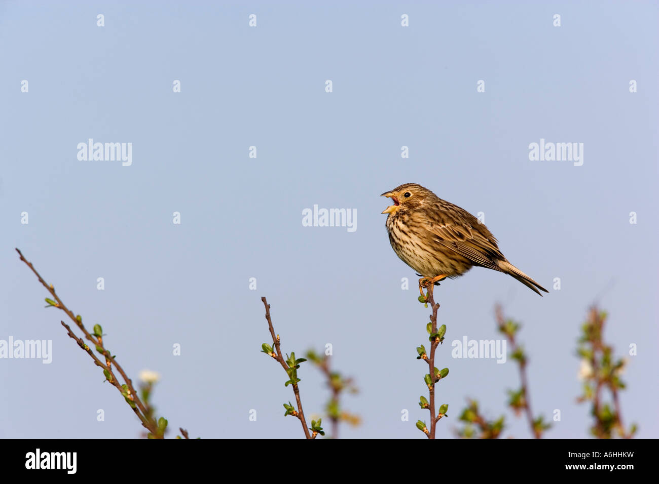 Corn Bunting Miliaria calandra sat su hawthorn cercando di avviso e cantando con un bel blu cielo Eyeworth sfondo bedfordshire Foto Stock