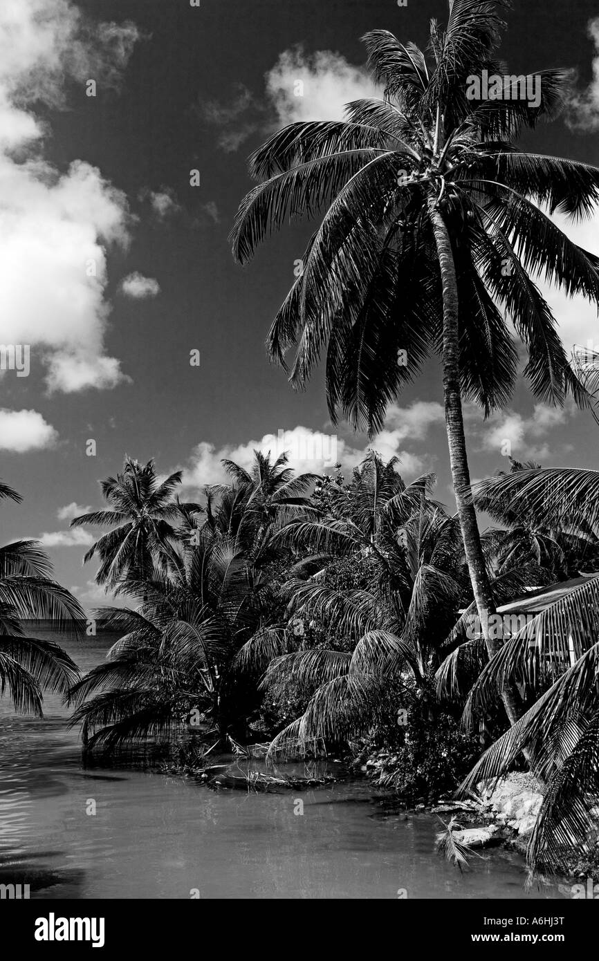 Indian River Portsmouth città Dominica Piccole Antille isole Windward Caraibi Foto Stock
