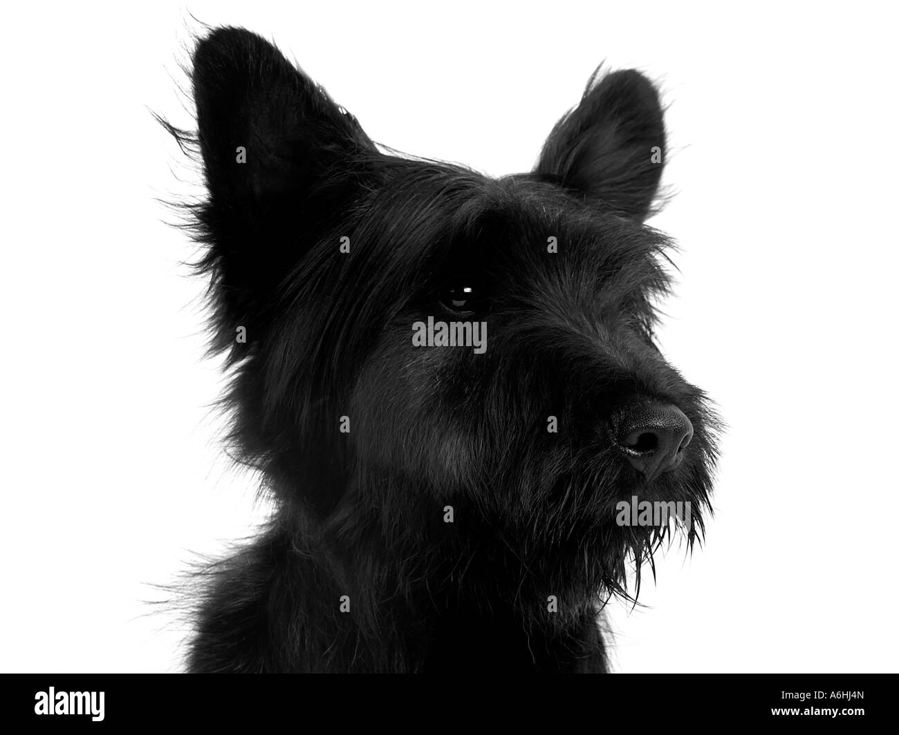 Un giovane Skye Terrier cucciolo. Foto Stock