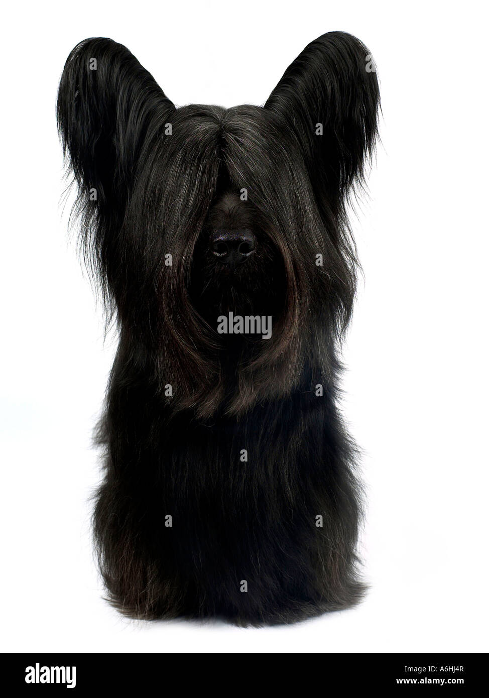 Un nero skye terrier. Foto Stock