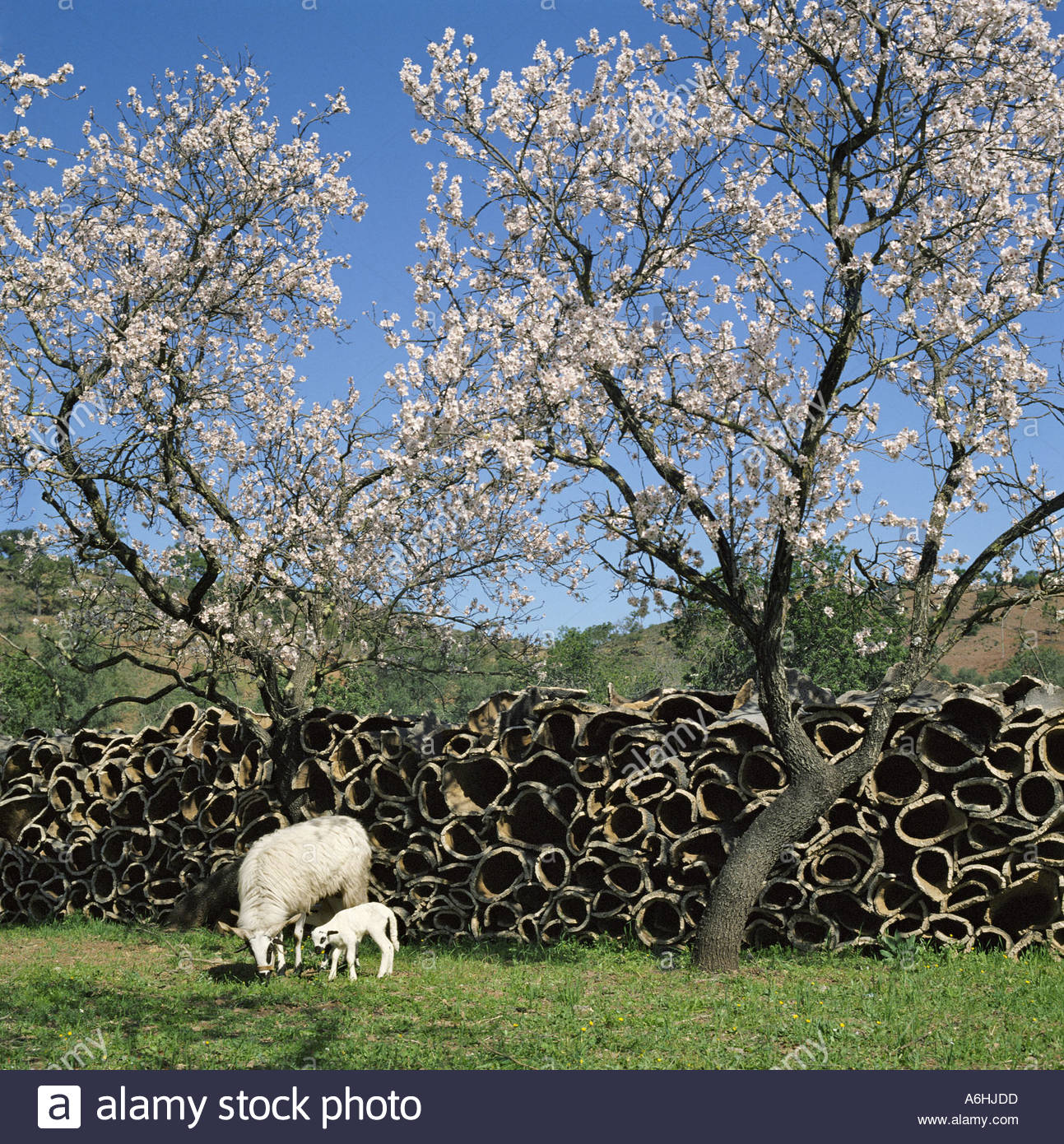 Il Portogallo Algarve. mandorli in fiore in primavera. con impilati di corteccia di sughero, di una pecora e di un agnello Foto Stock