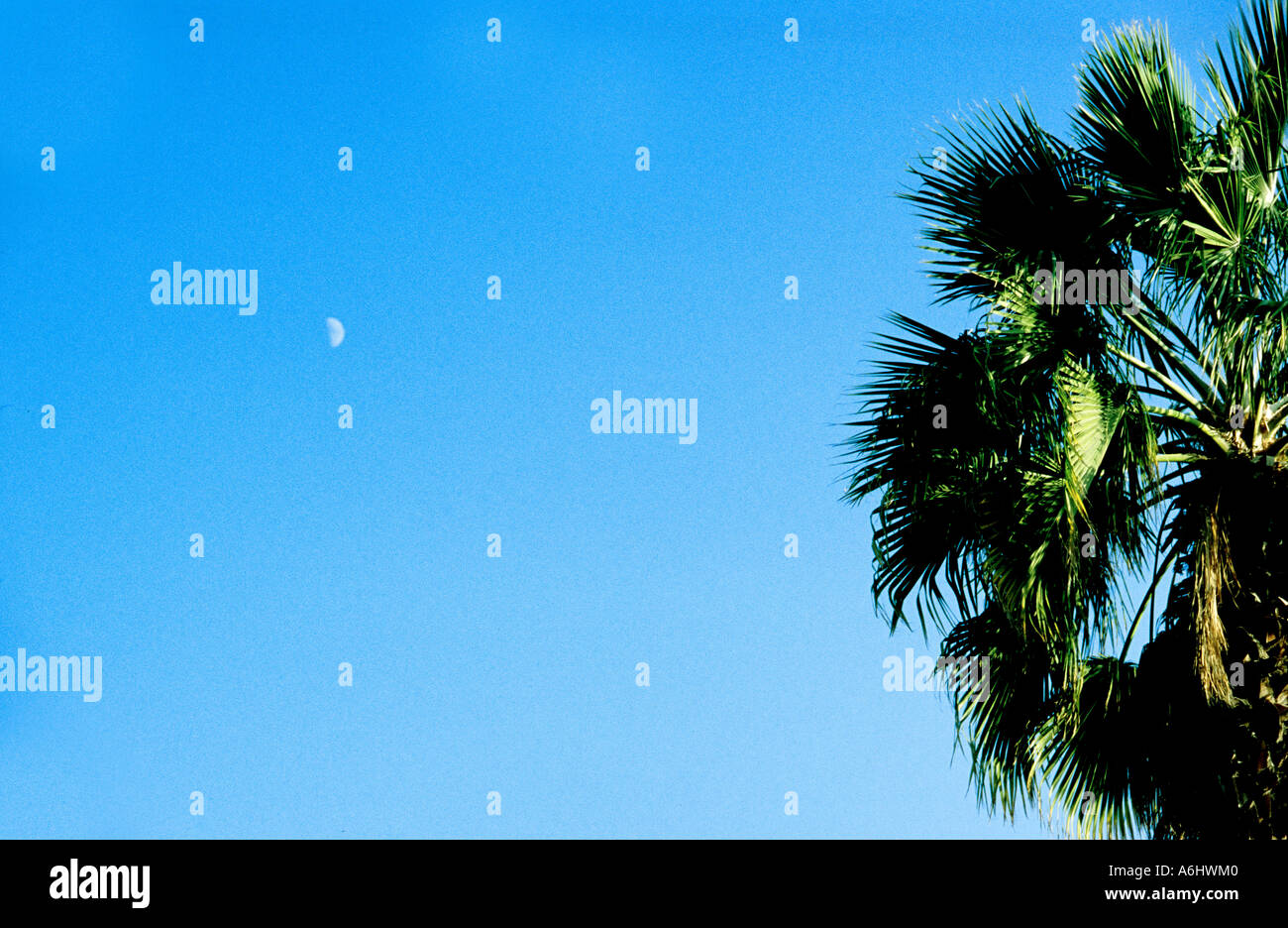 Palm Tree e crescent moon Foto Stock