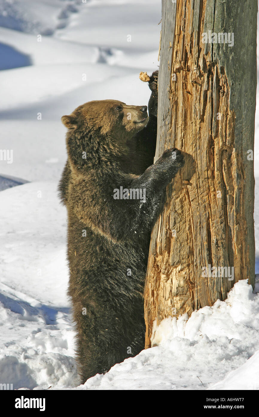L'orso bruno (Ursus arctos) è in piedi di fronte a un tronco morto al frumento i suoi artigli, Game Reserve, Foresta Bavarese, Germania Foto Stock