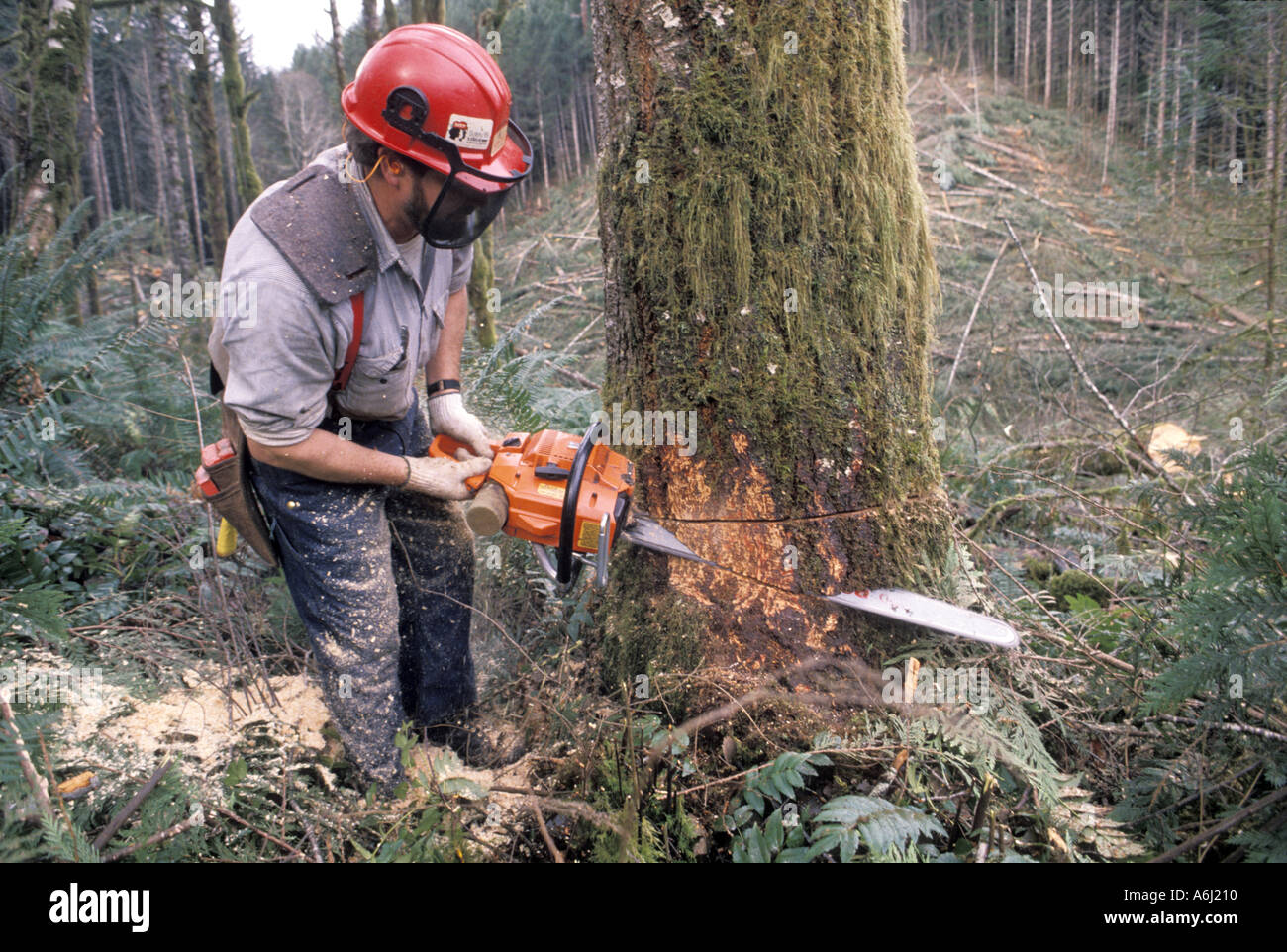 Lumberjack tagliando un albero Foto Stock