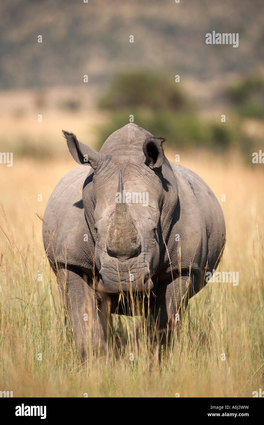 Bianco, con imboccatura ampia o piazza a labbro rinoceronte (Ceratotherium simum) Foto Stock