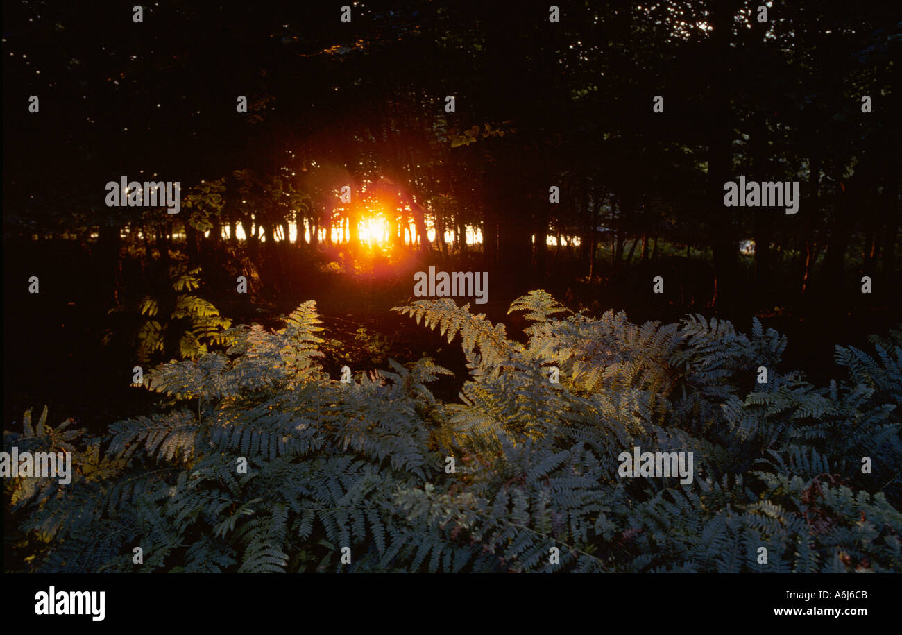 Rising Sun in legno di faggio tarda estate Foto Stock