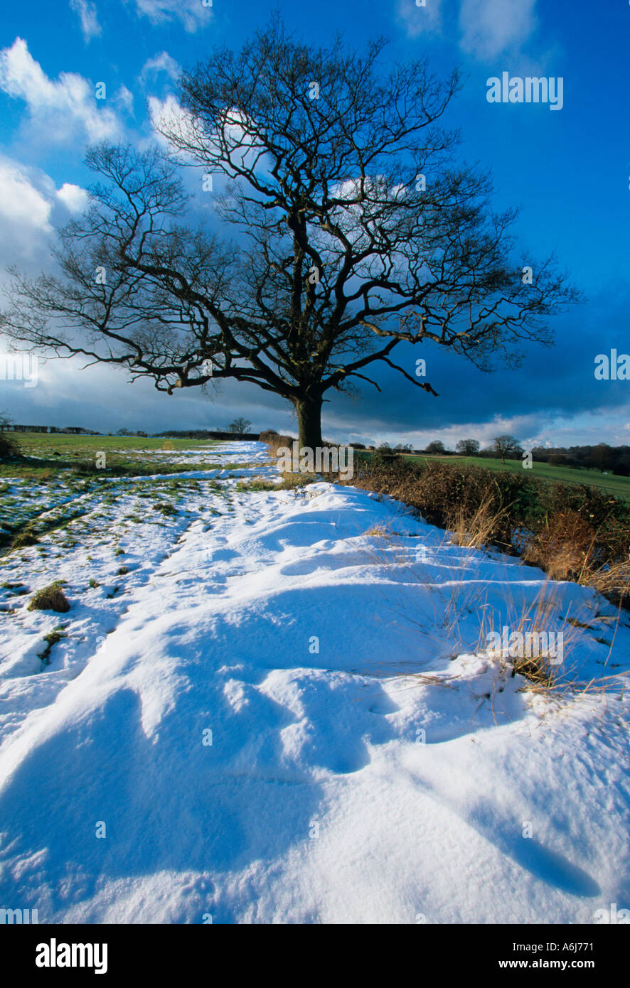 Snow and Lone Oak Berkhamsted Common Herts Foto Stock