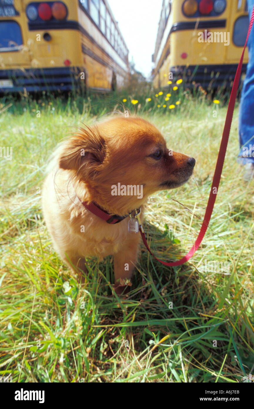 Piccolo cane a camminare al guinzaglio Foto Stock