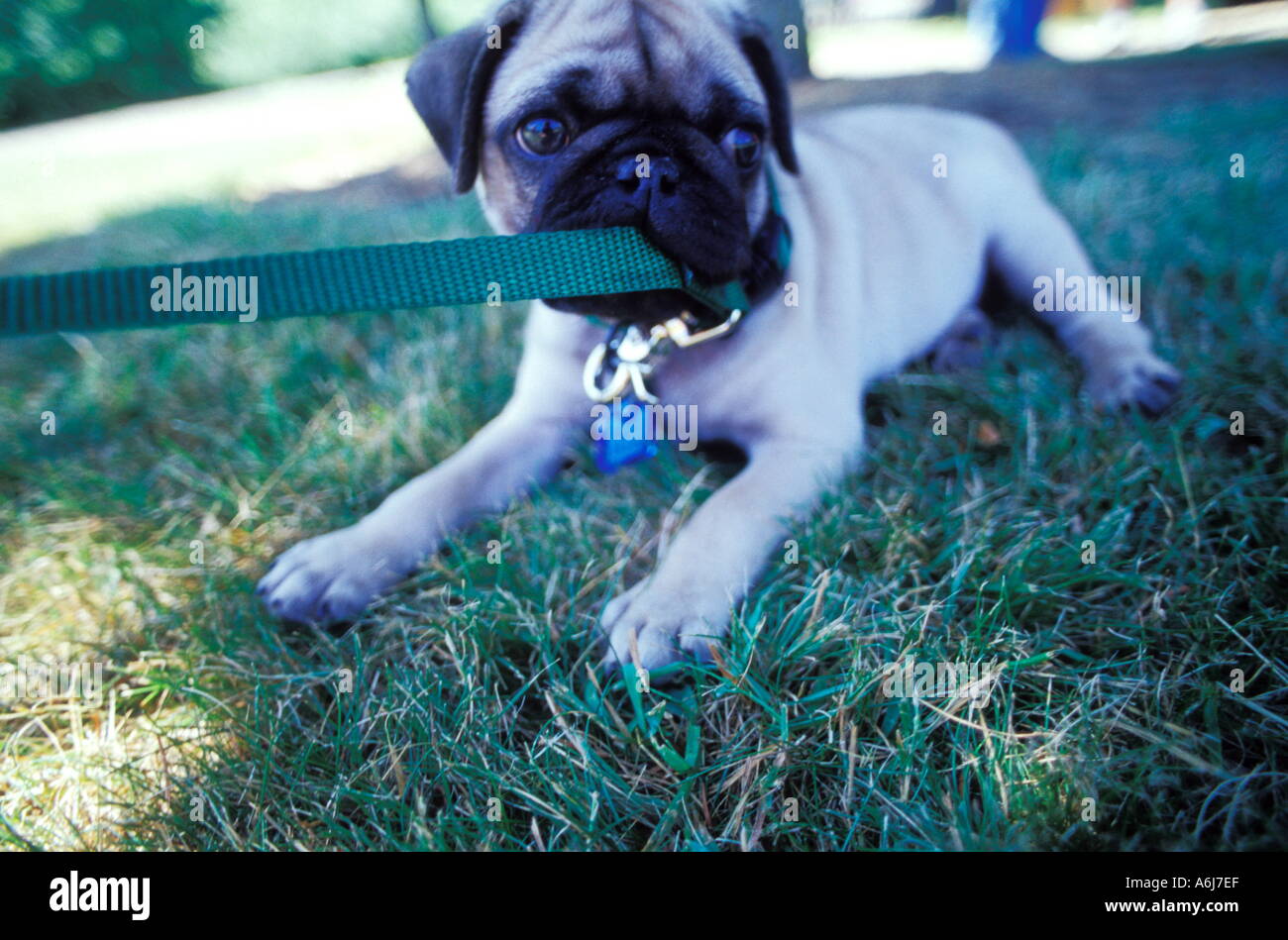 Pug cane morde al guinzaglio Foto Stock