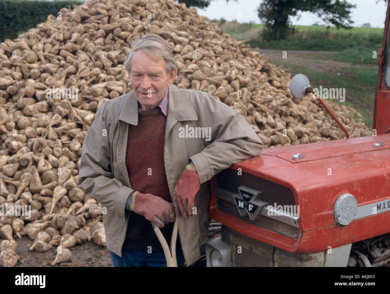 La barbabietola da zucchero agricoltore NORFOLK REGNO UNITO Ottobre Foto Stock