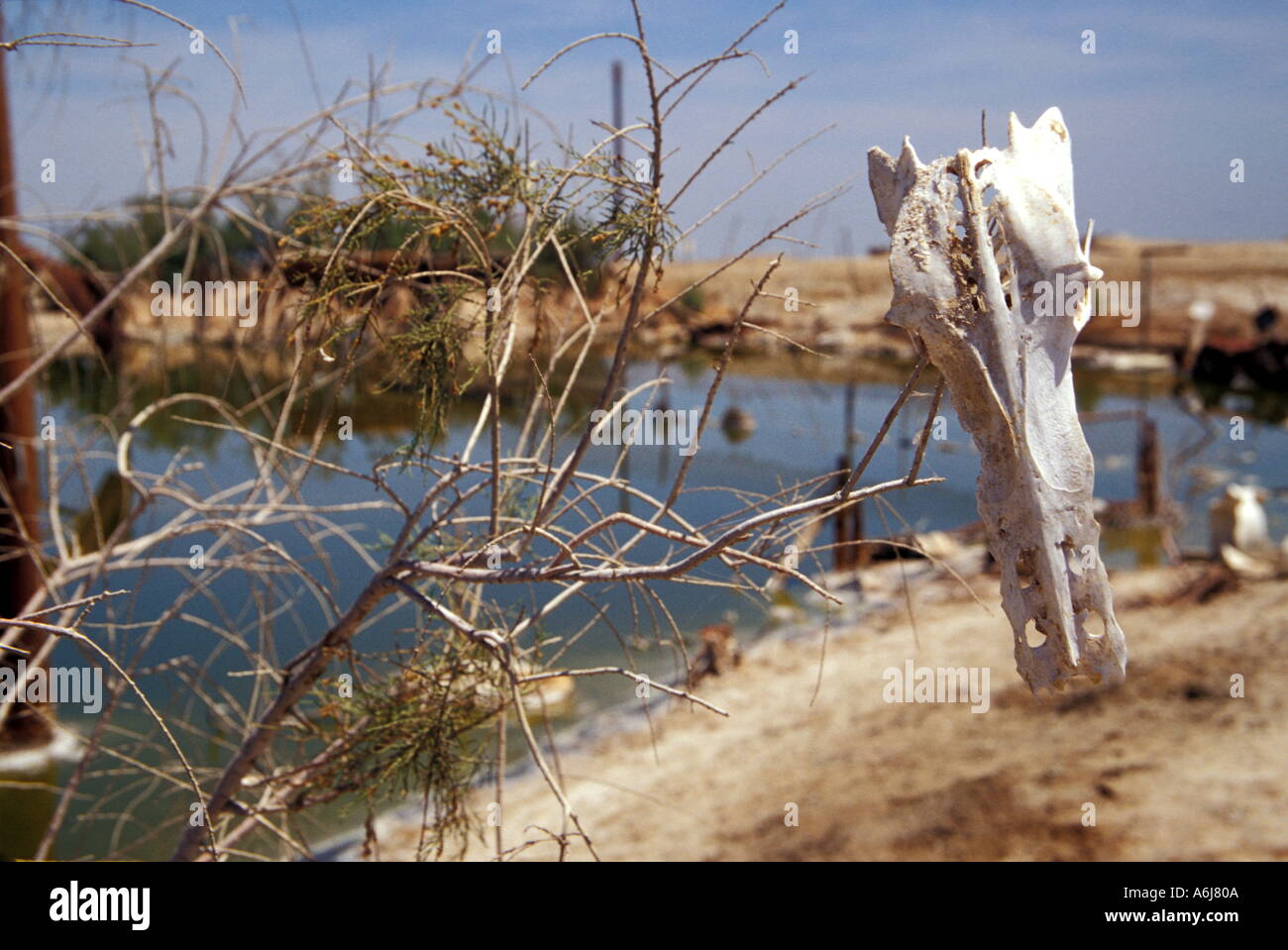 Cranio di cervo appeso su un ramo Foto Stock