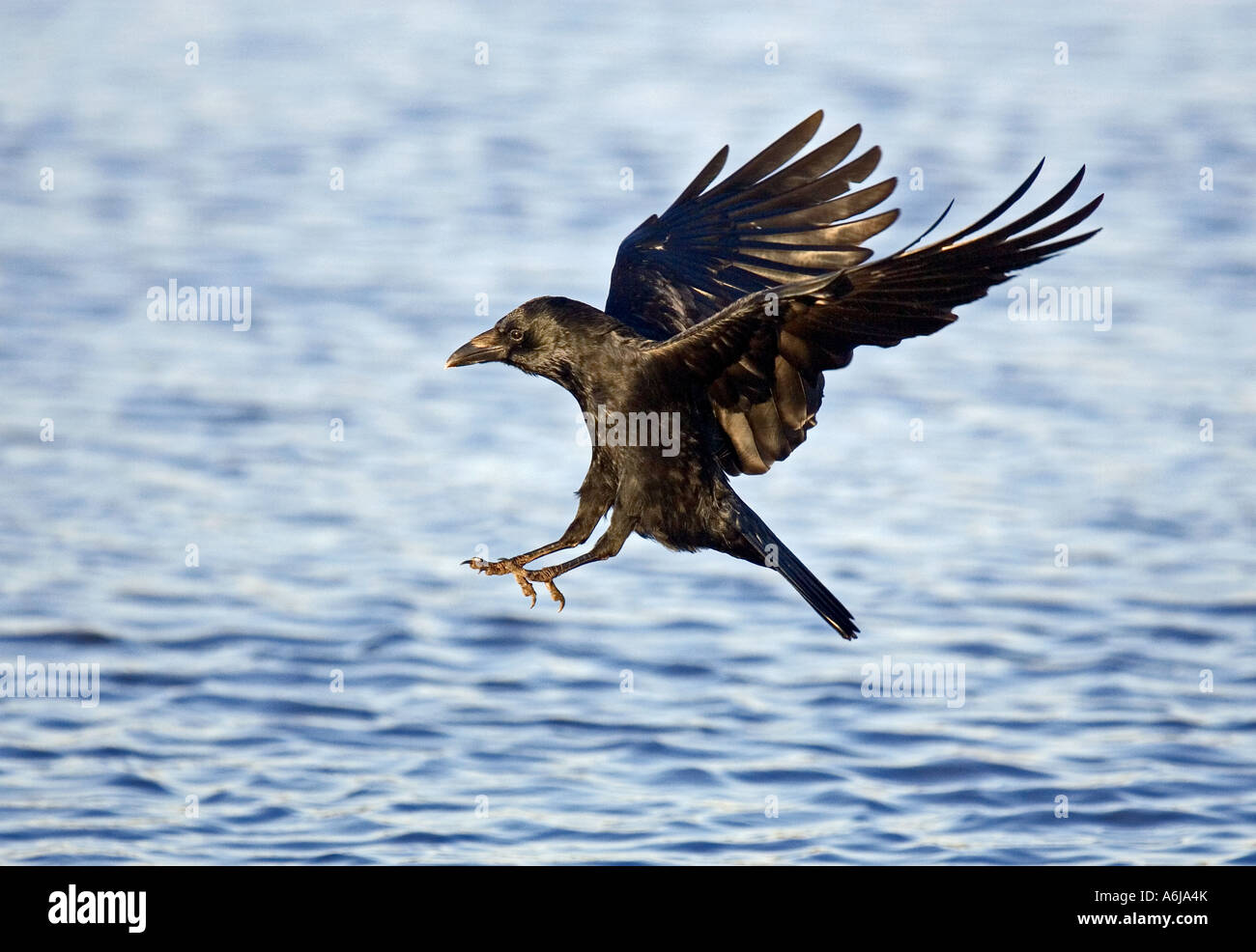 Carrion Crow sbarco. Foto Stock