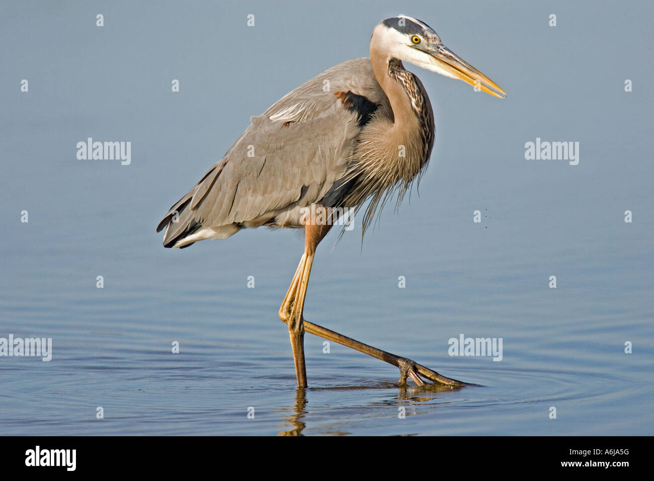 Airone blu. Foto Stock