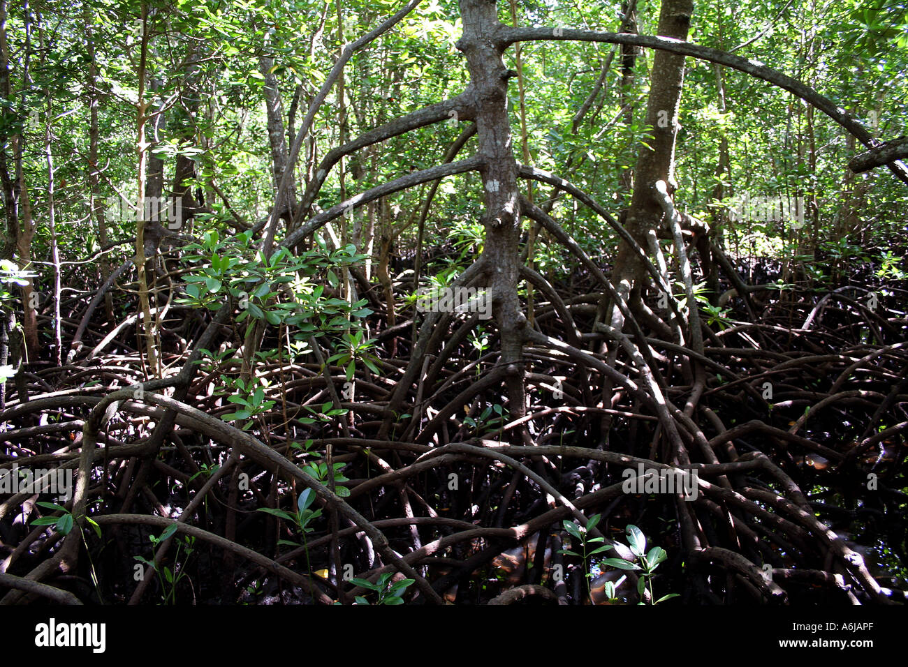 Alberi di mangrovia nella foresta di Jozani, Zanzibar, Tanzania Foto Stock