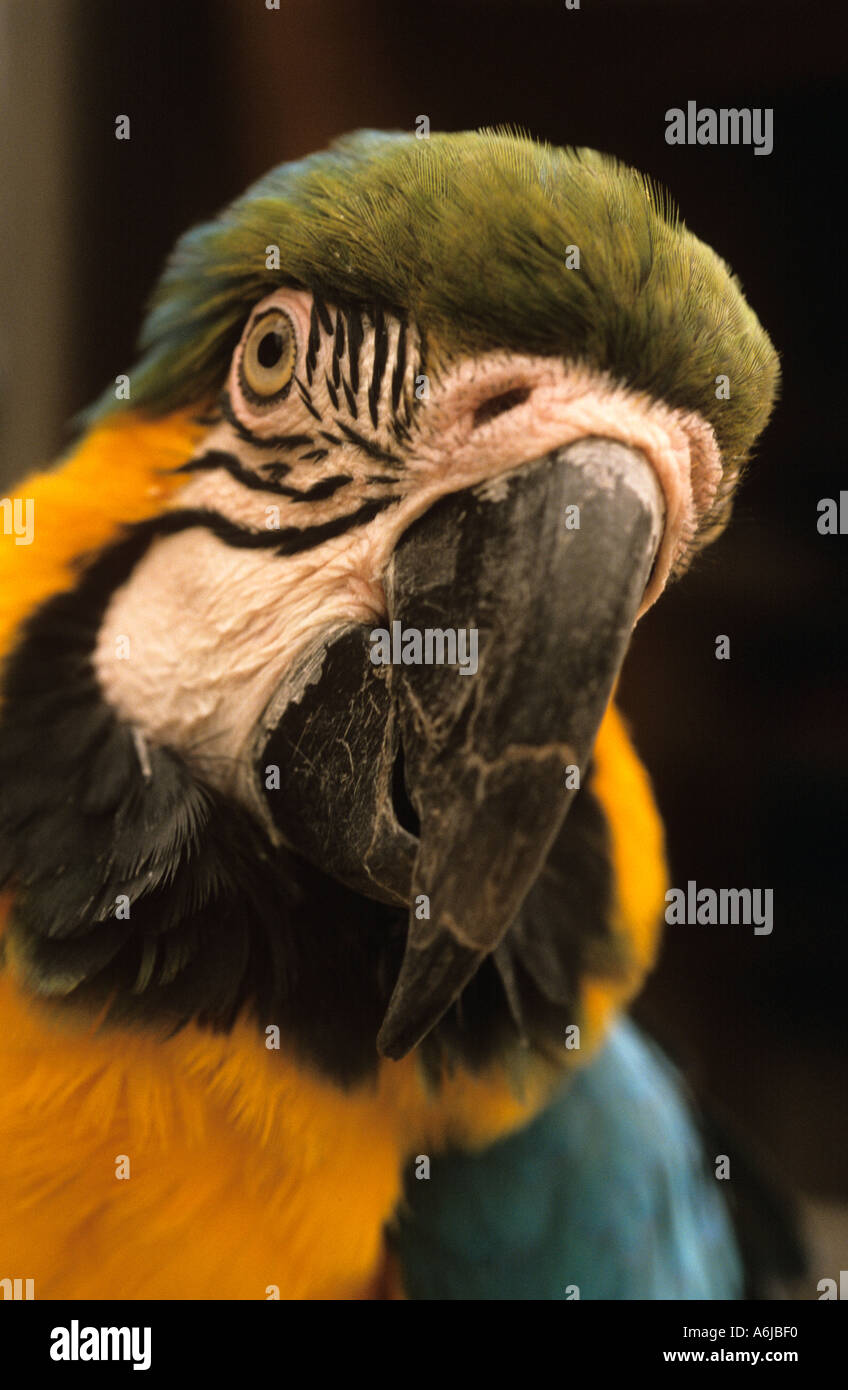 Blu e Oro macaw Ara ararauana sud americam Testa di pappagallo Foto Stock