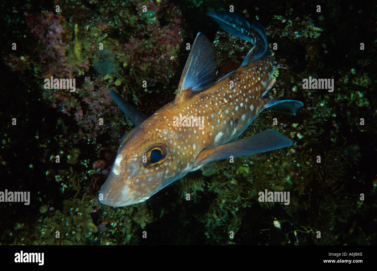 Maschio Ratfish maculato, Hydrolagus colliei, British Columbia Canada Pacific Foto Stock