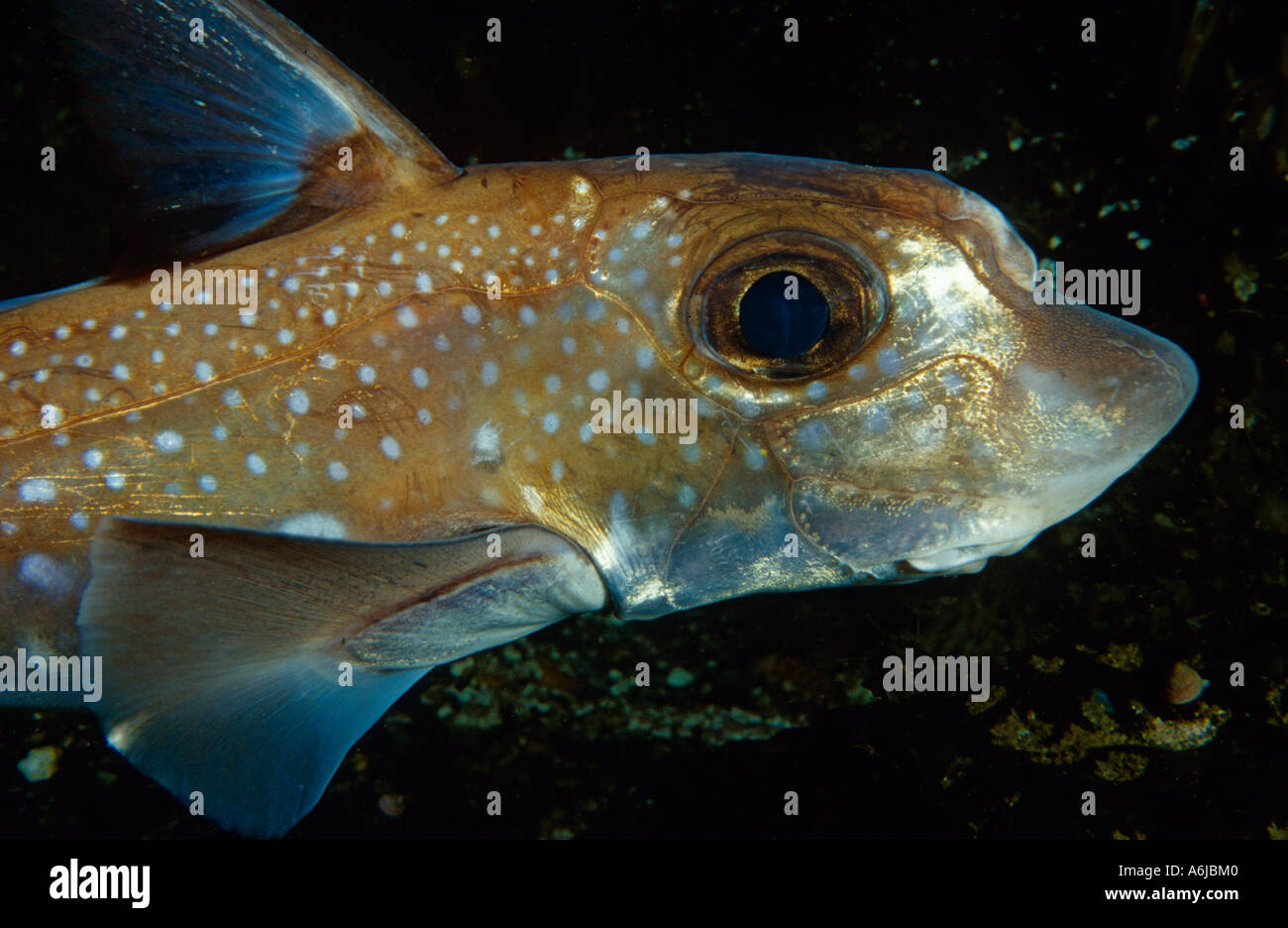 Avvistato Ratfish, maschio, Hydrolagus colliei, British Columbia Canada Pacific Foto Stock