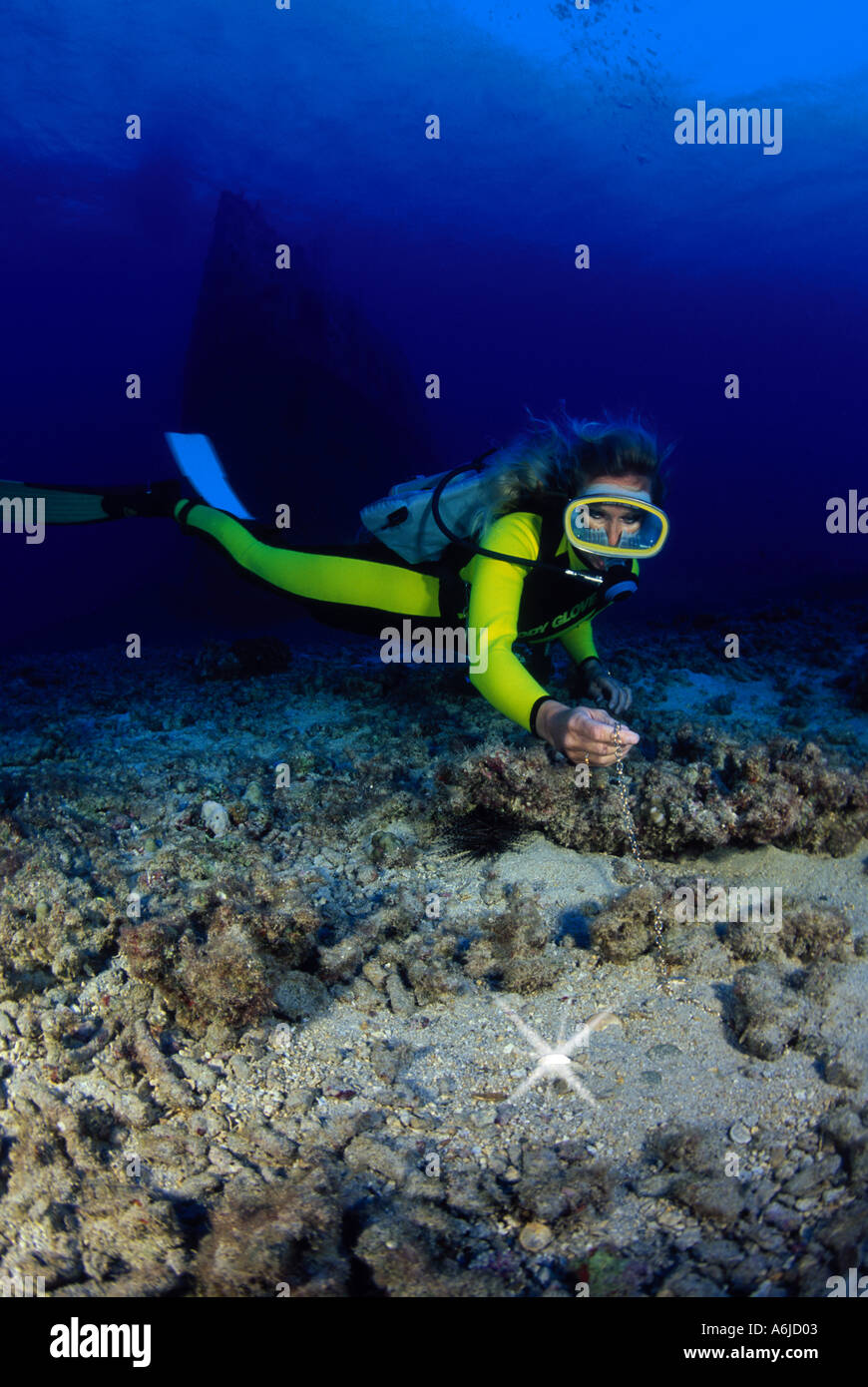 Un subacqueo trova tesori sommersi accanto a un relitto subacqueo. HAWAII. Foto Stock