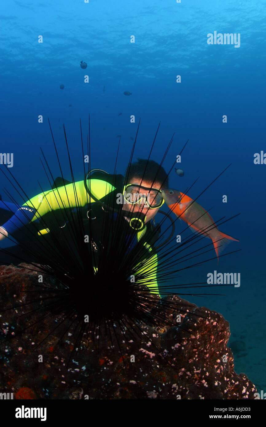 DIVER (MR) e un LONGSPINED ricci di mare Diadema paucispinum Hawaii. Foto Stock