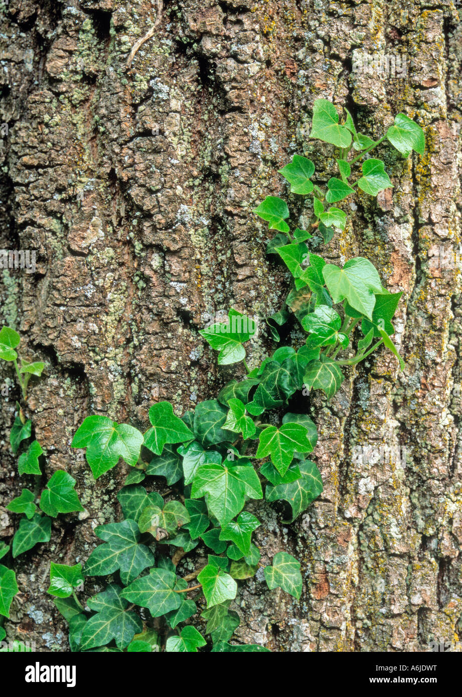 Comune di Edera, inglese (Edera Hedera helix), salendo su un tronco di albero Foto Stock