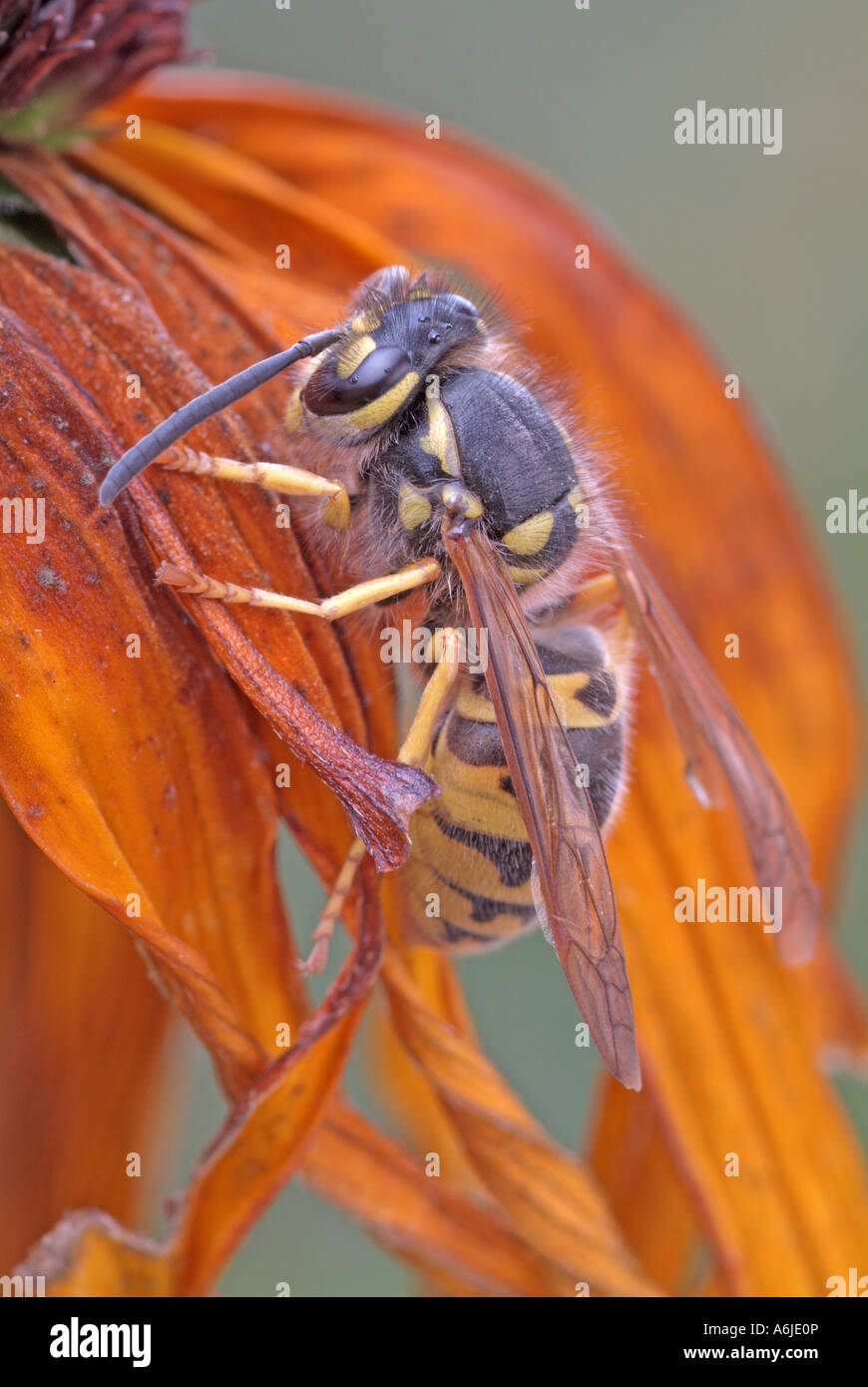 Carta wasp (Polistes nimpha) sul fiore Foto Stock