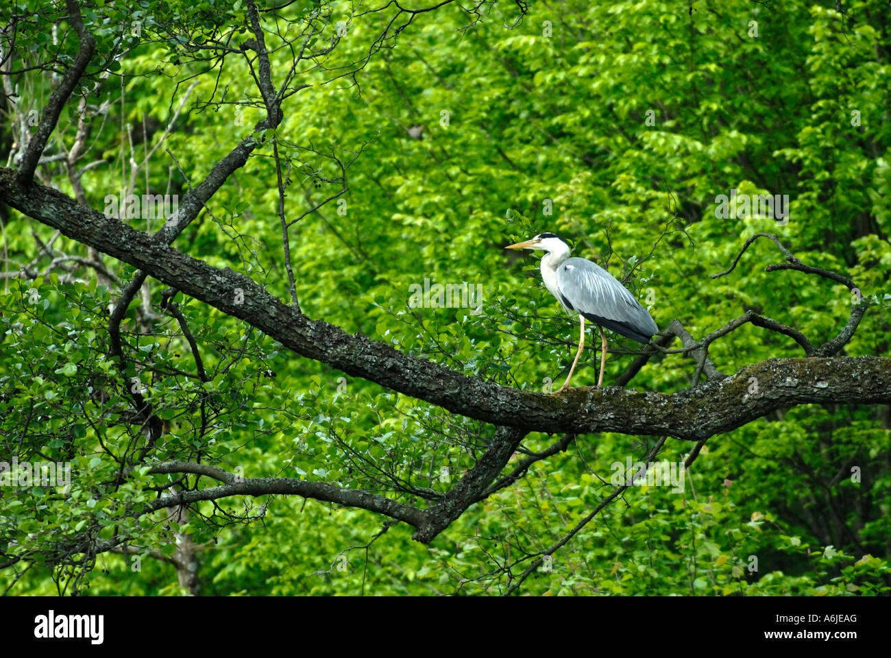 Airone cinerino (Ardea cinera) appollaiato sul ramo Foto Stock