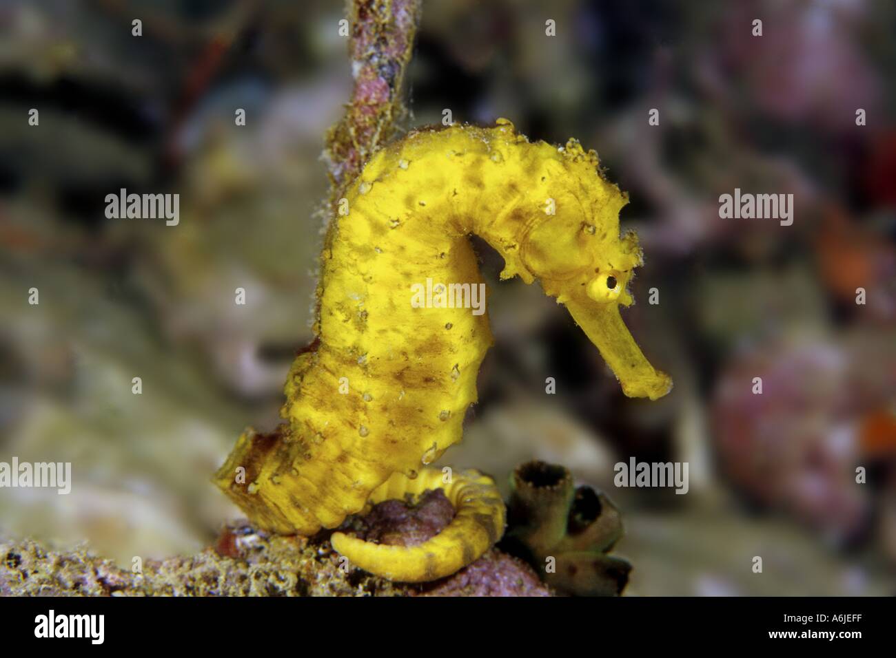 Seahorse Hippocamopus kuda Richelieu Rock Thailandia Foto Stock
