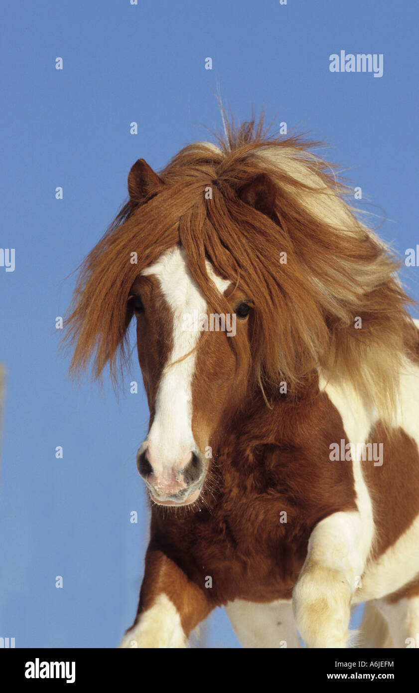 Cavallo islandese (Equus caballus), Pinto stallone in galoppo, ritratto Foto Stock