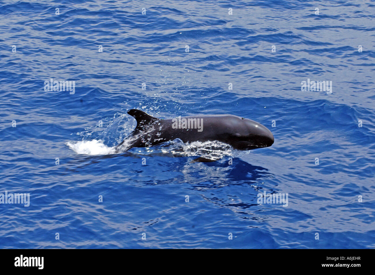 Falso Killer Whale (Pseudorca crassidens), nuoto in superficie Foto Stock