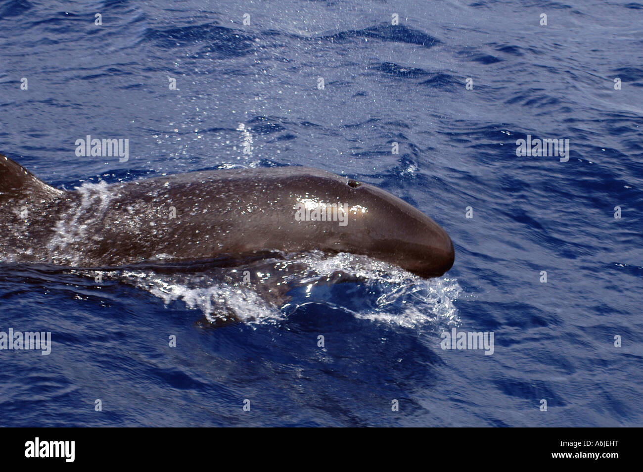 Falso Killer Whale (Pseudorca crassidens), nuoto in superficie Foto Stock