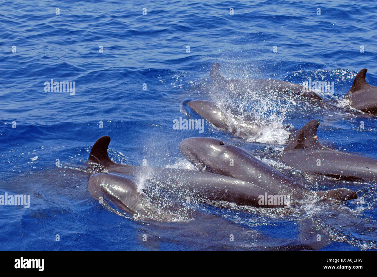 Falso Killer Whale (Pseudorca crassidens), gruppo di nuoto in superficie. Foto Stock
