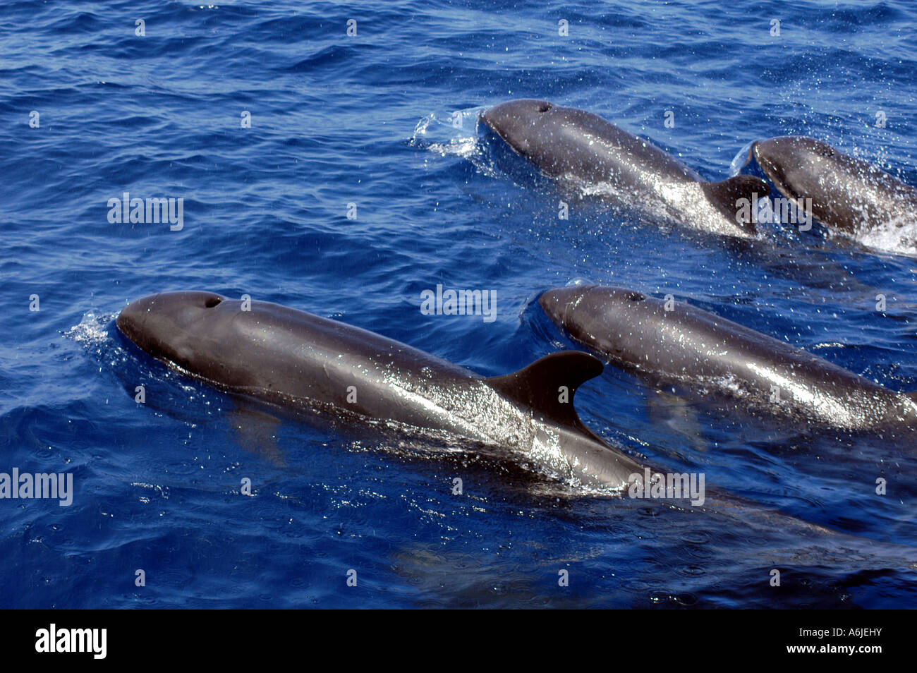 Falso Killer Whale (Pseudorca crassidens), gruppo di nuoto in superficie. Foto Stock