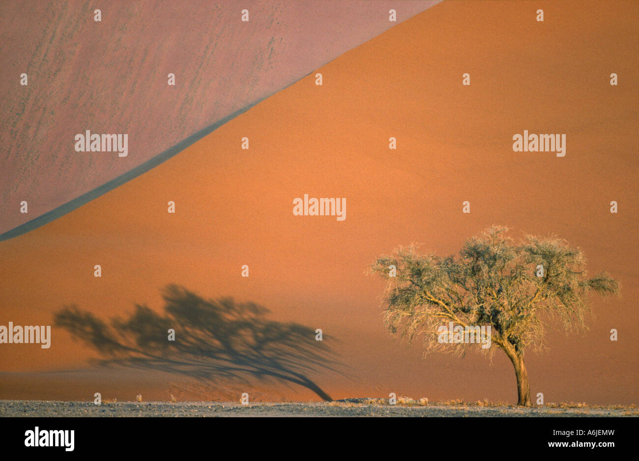 Albero Camelthorn (Acacia erioloba) e dune di sabbia del deserto del Namib, Namib Naukluft Park, Namibia Foto Stock