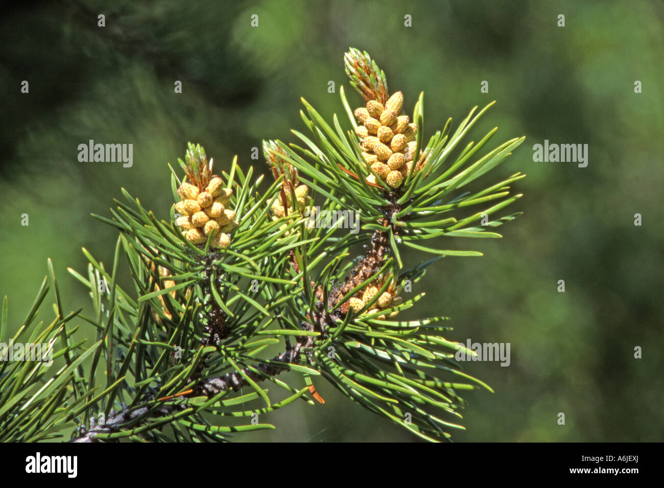 Di Pino silvestre (Pinus sylvestris), fioritura ramoscello Foto Stock