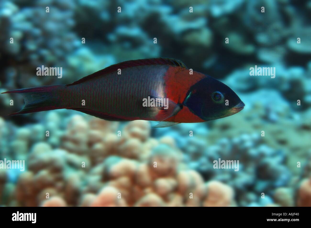 Sella WRASSE Thalassoma duperrey HAWAII Foto Stock