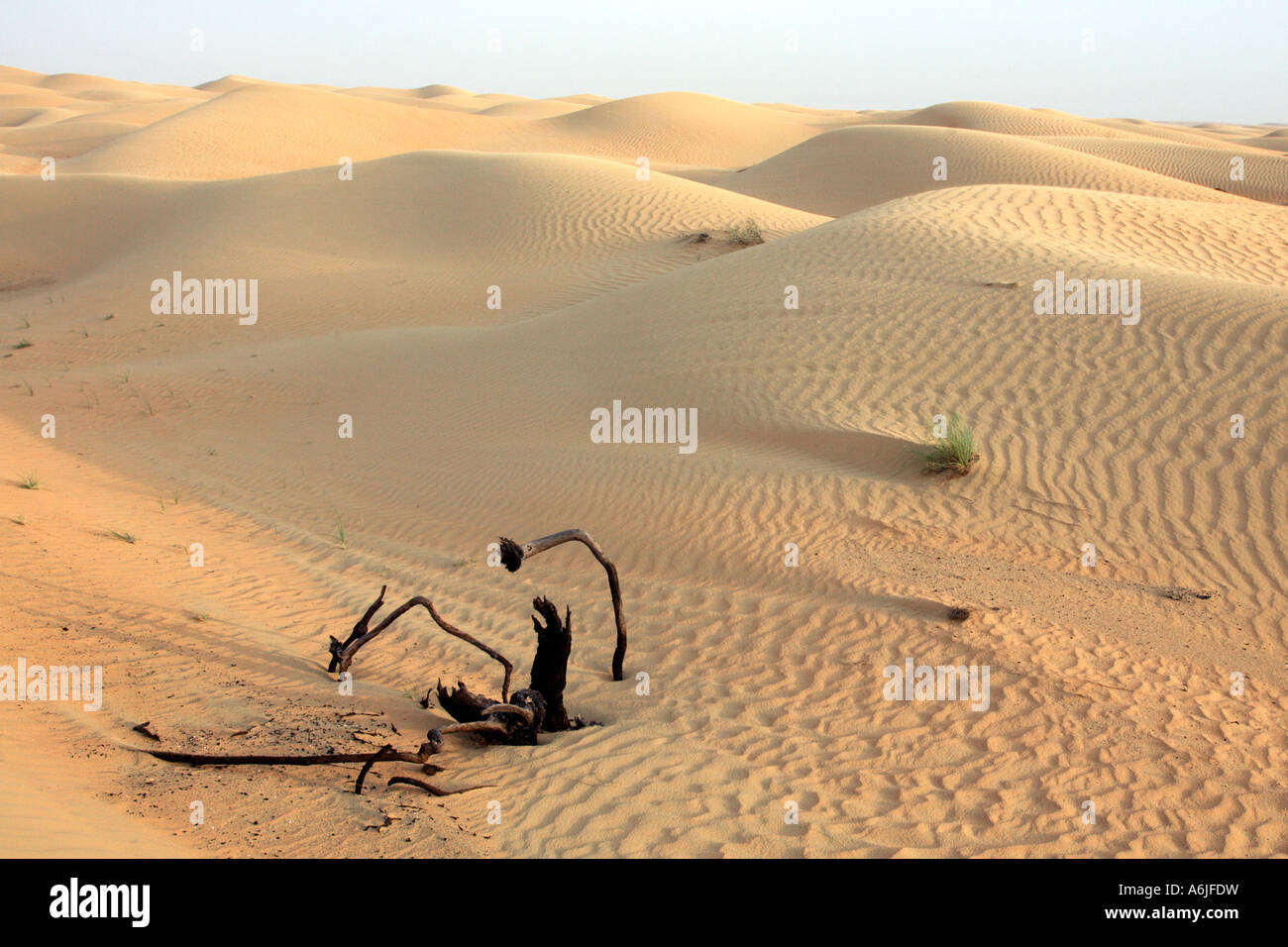 Dune nel deserto vicino a Dubai, Emirati Arabi Uniti Foto Stock