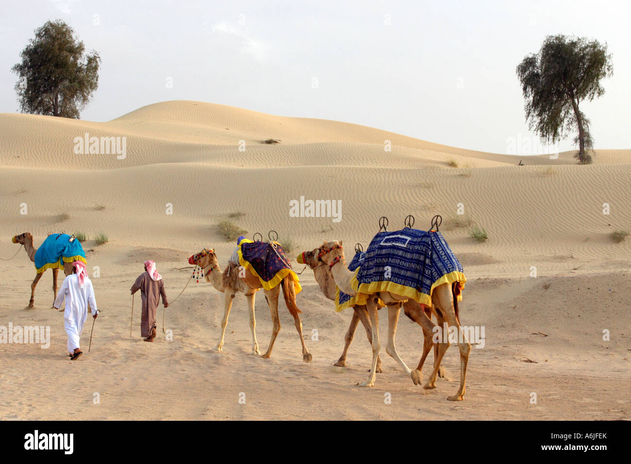 Una carovana nel deserto, Dubai, Emirati Arabi Uniti Foto Stock
