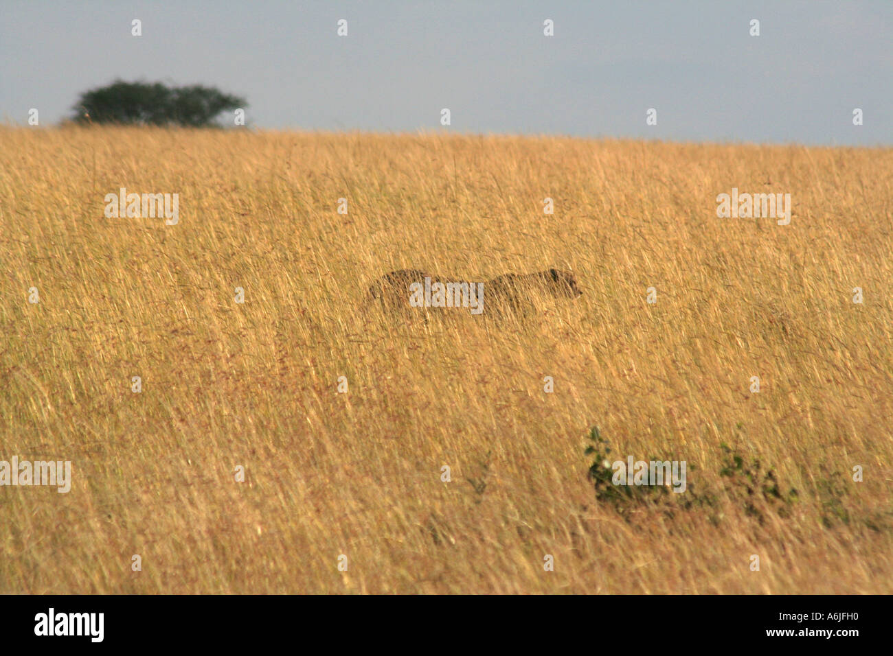 Leopard, il Masai Mara, Kenya, Africa, camminare nell'erba alta Foto Stock