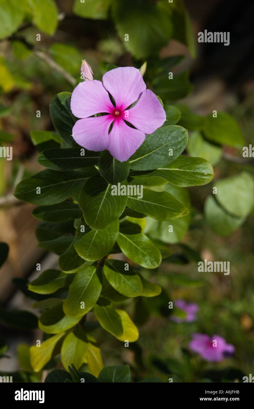 Pelargonium viola chiaro Foto Stock
