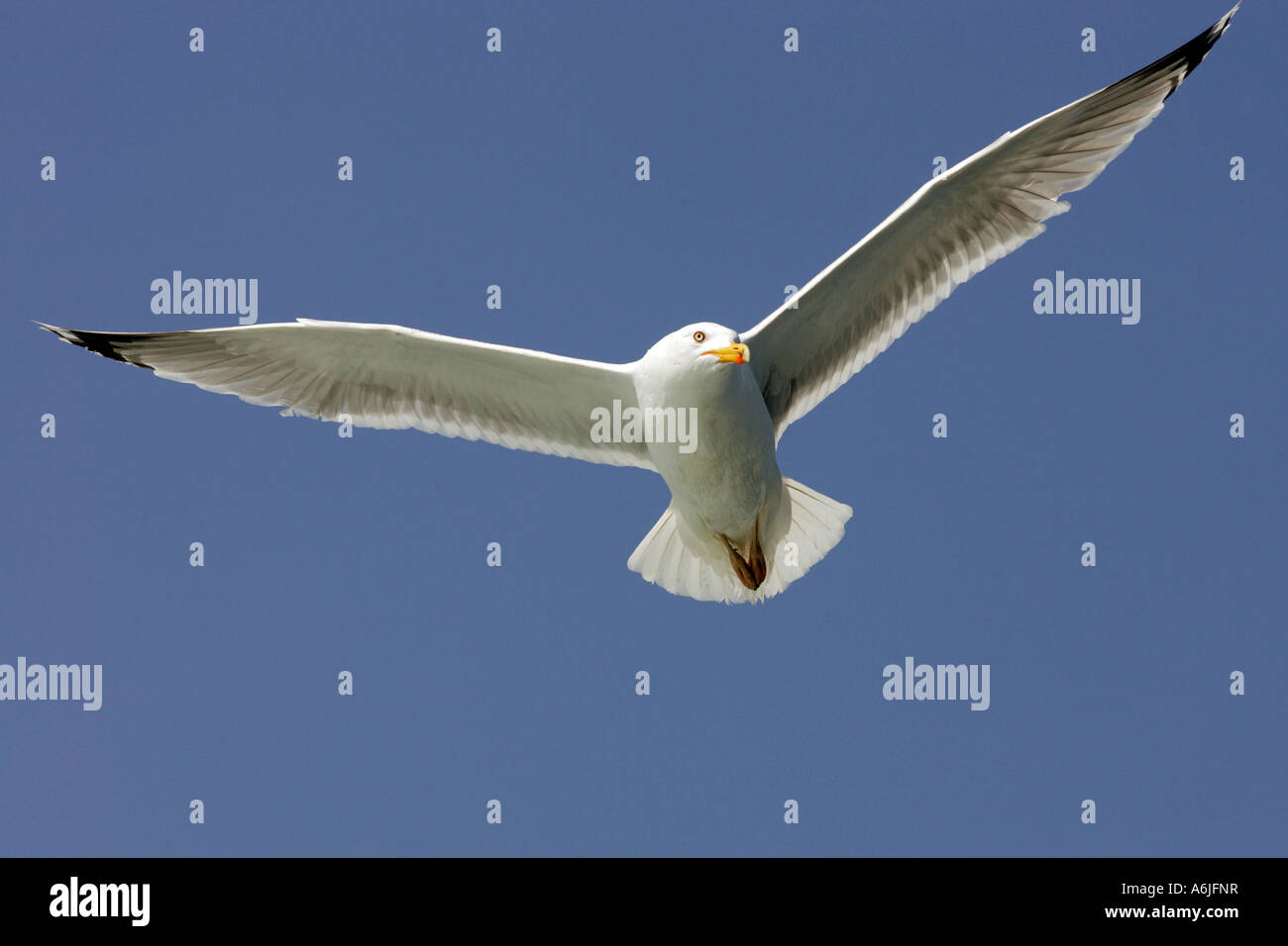 Un flying seagull Foto Stock