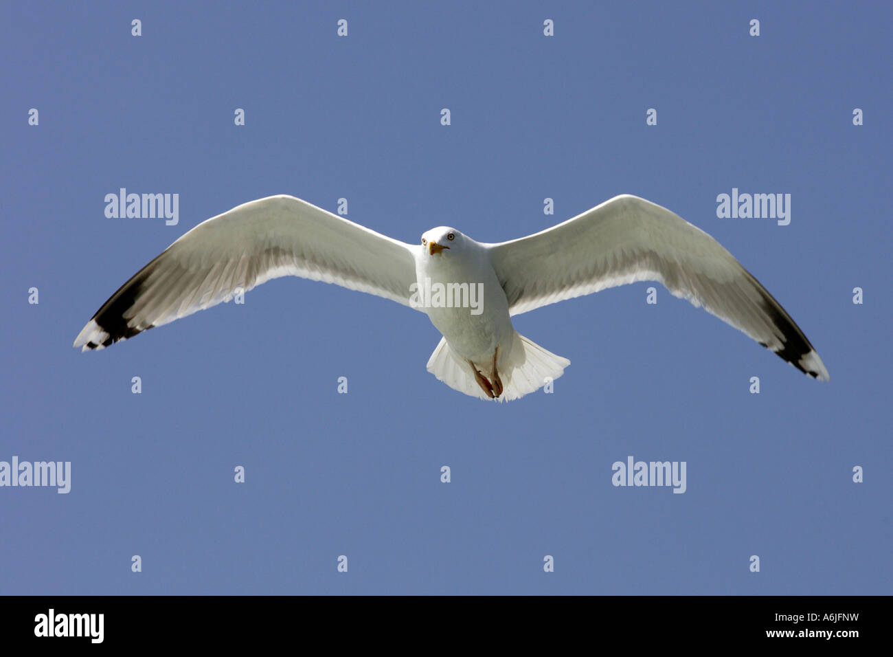 Un flying seagull Foto Stock
