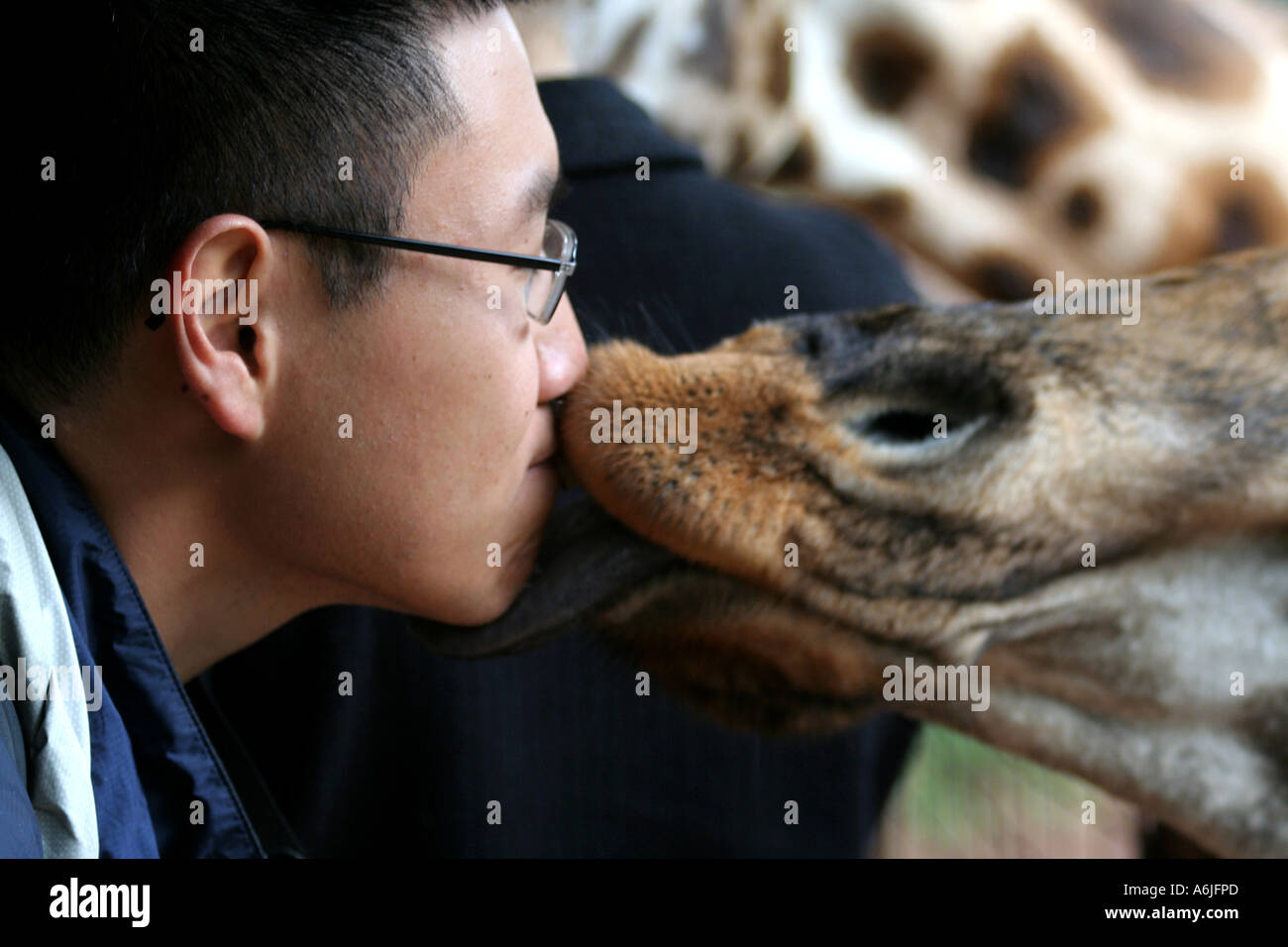 Nairobi, Kenya, Giraffe Orfanotrofio, Giraffe baciare un essere umano, Africa Foto Stock