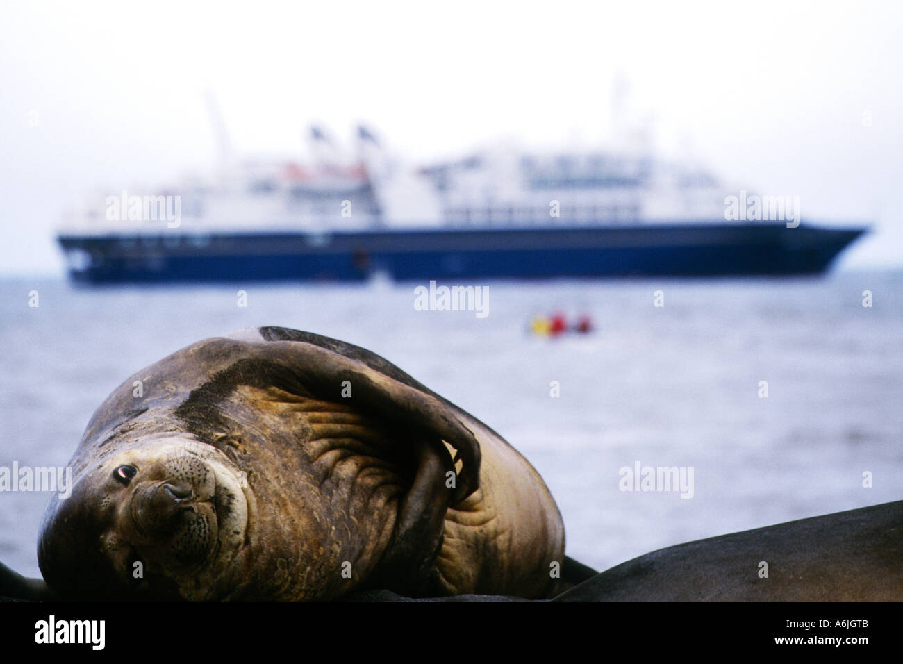Elefante marino del sud (Mirounga leonina), sdraiato sulla schiena e sullo sfondo la nave mondo scopritore, Antartide Foto Stock