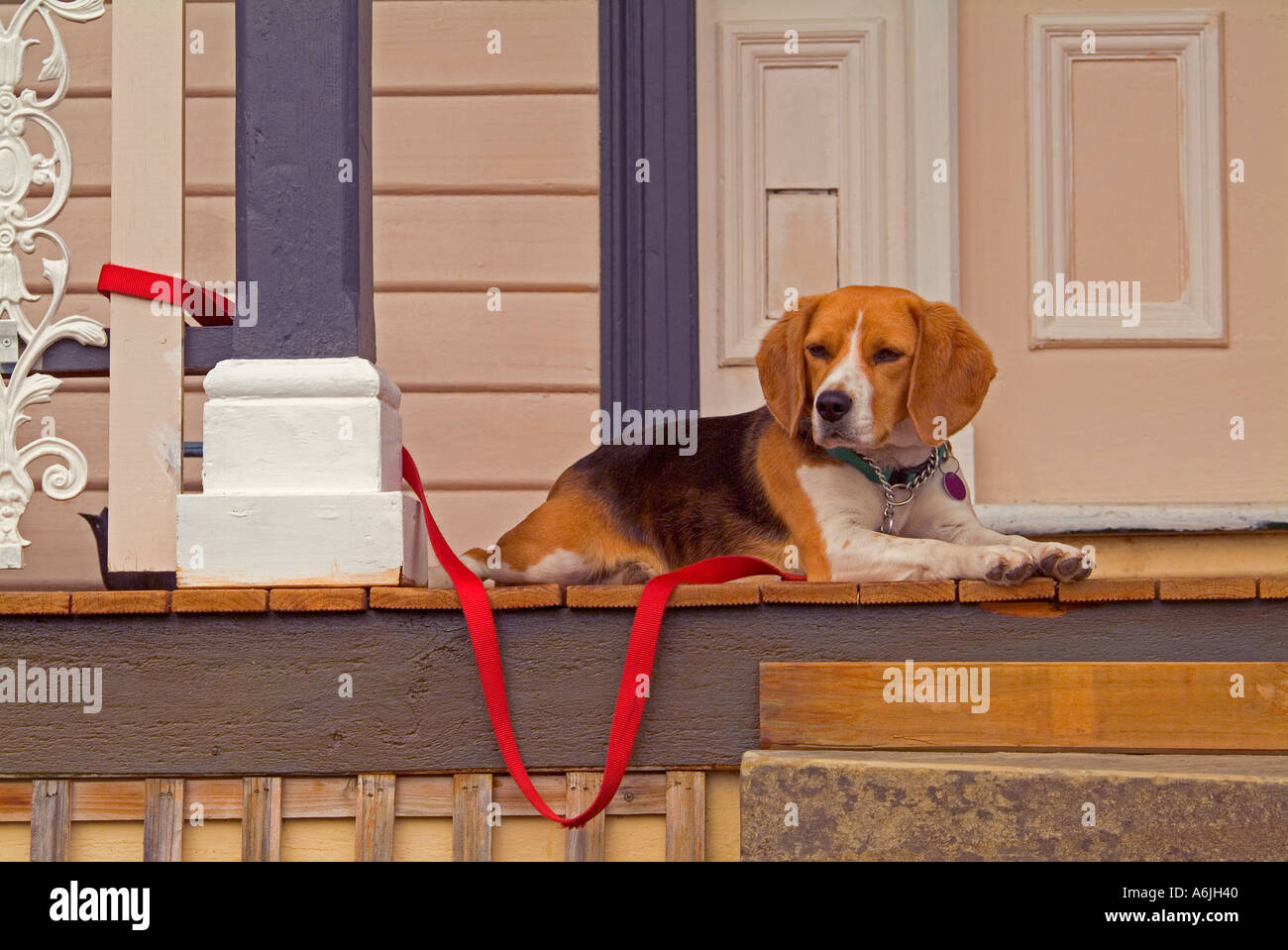 Giovane cucciolo beagle collegato a un post Foto Stock