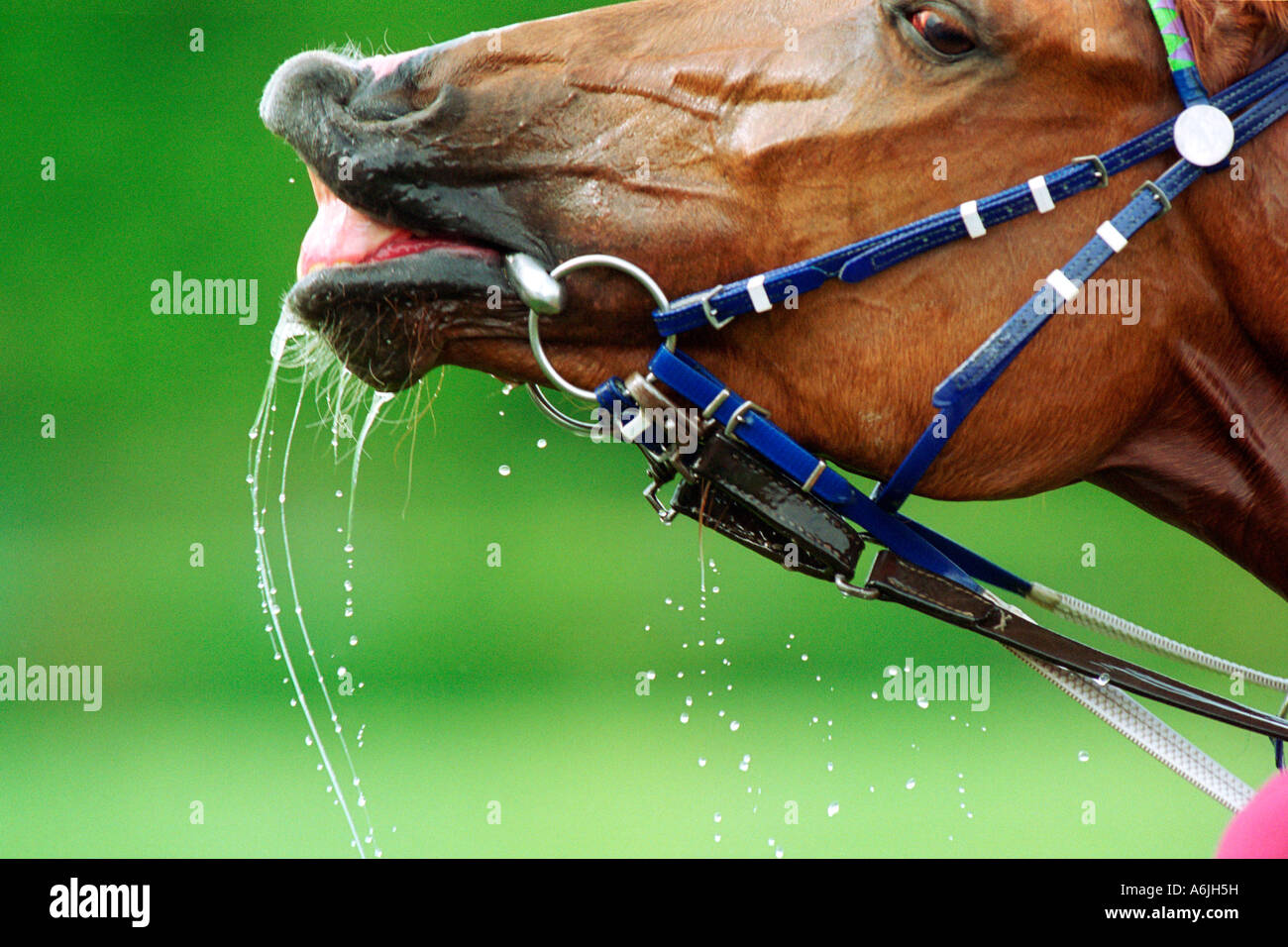 Un cavallo neighing Foto Stock