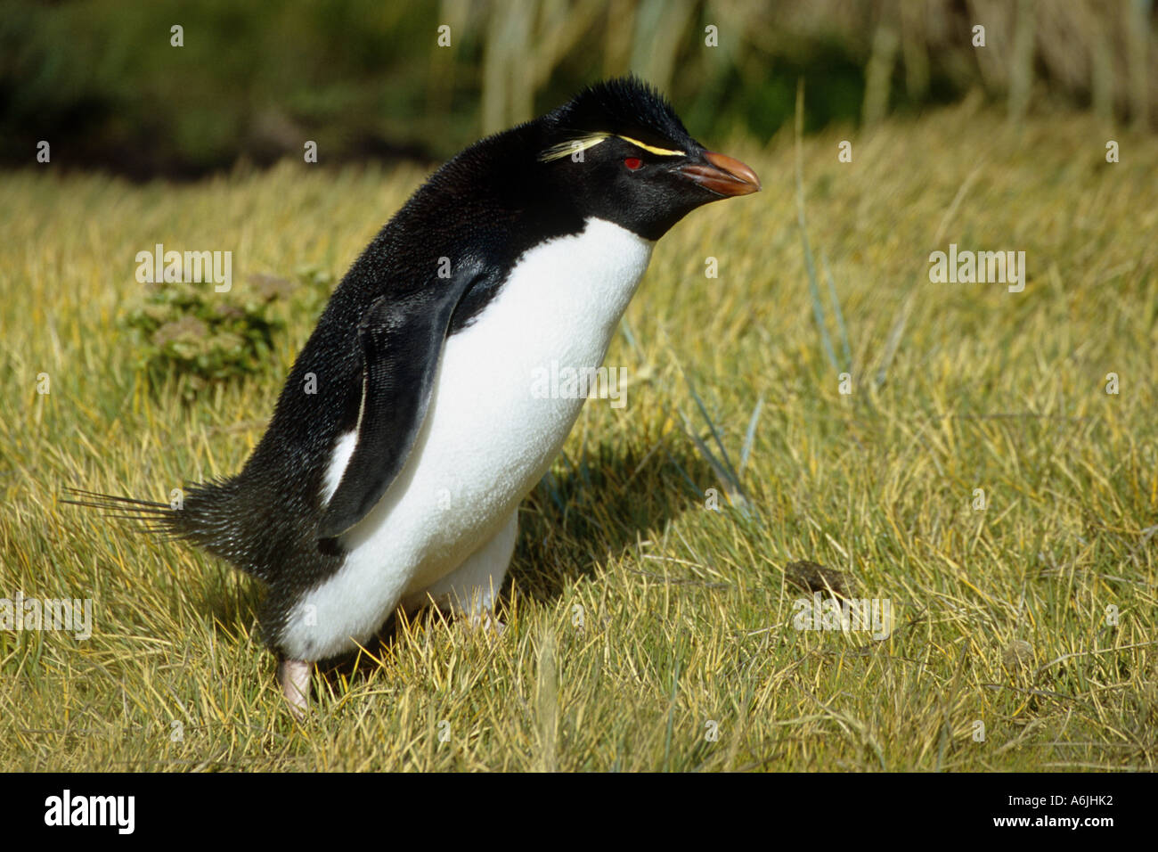 Pinguino saltaroccia (Eudyptes chrysocome), unico animale in esecuzione su prato, Isole Falkland Foto Stock