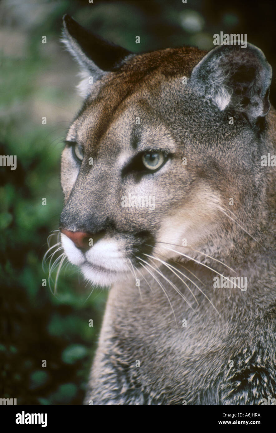Florida Panther maschio felis concolor coryi Foto Stock