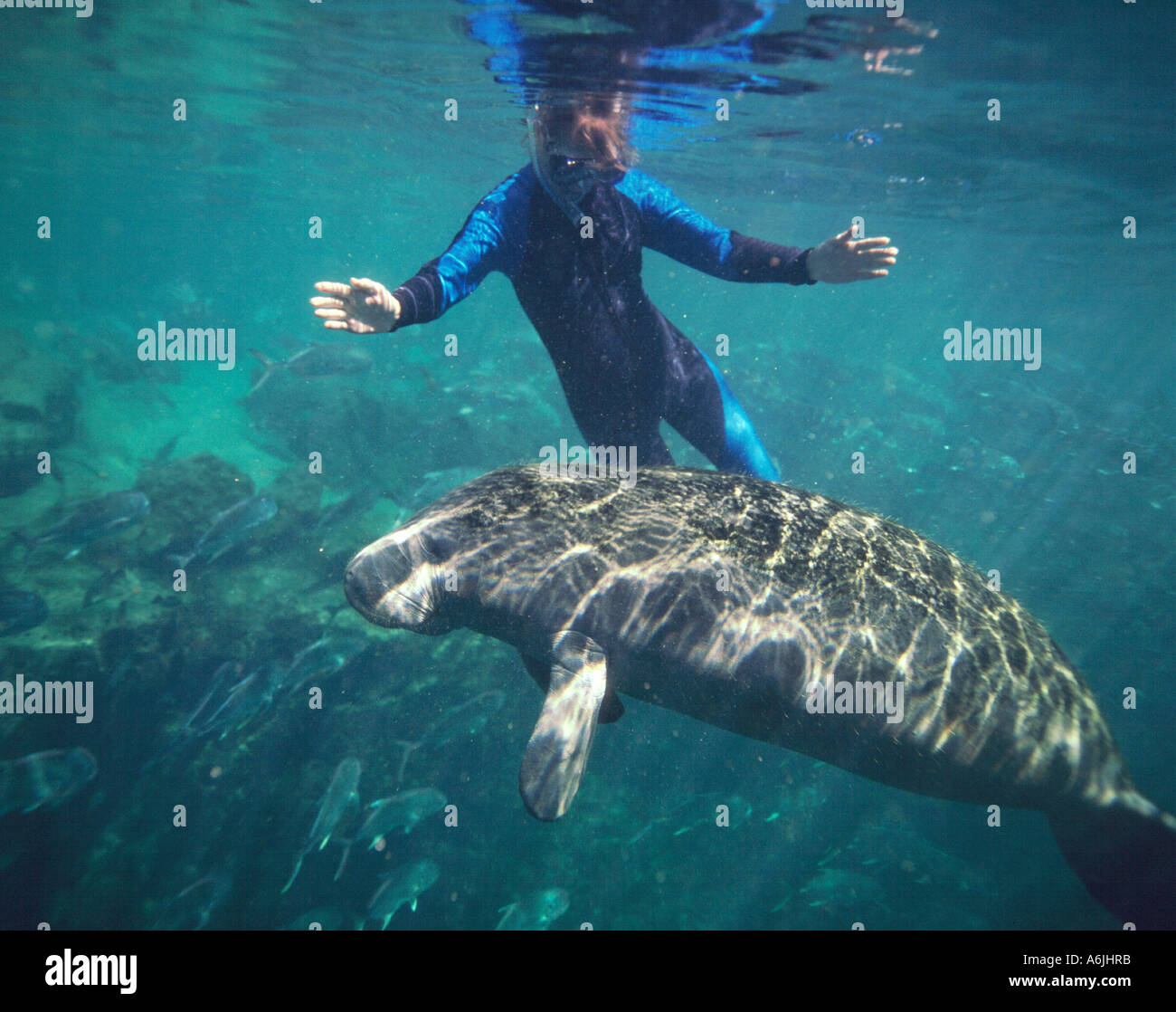 Donna snorkler e West Indian lamantino vitello in una molla a Florida Foto Stock