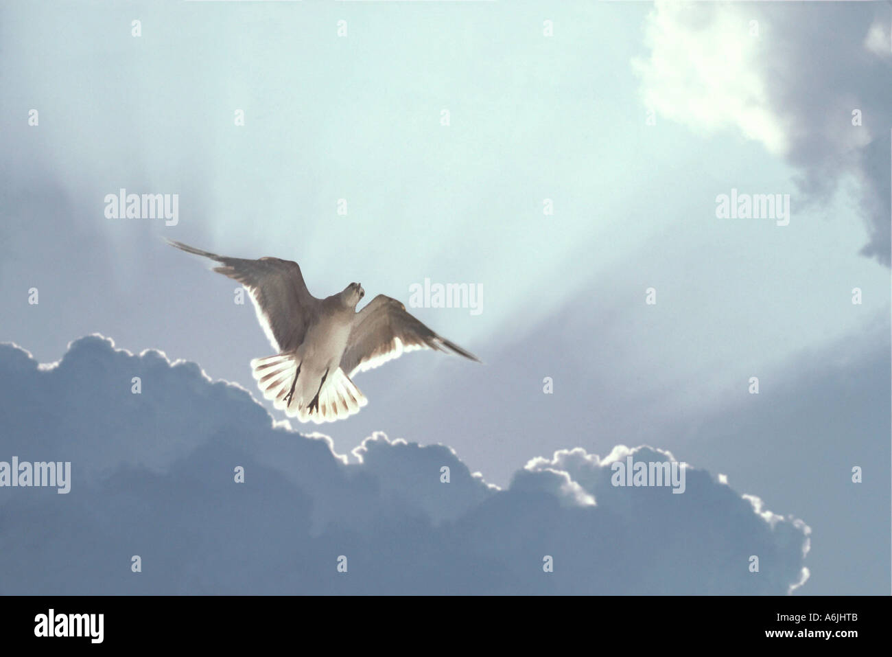 Gull in bilico nel cielo con i raggi del sole e le nuvole dietro Foto Stock