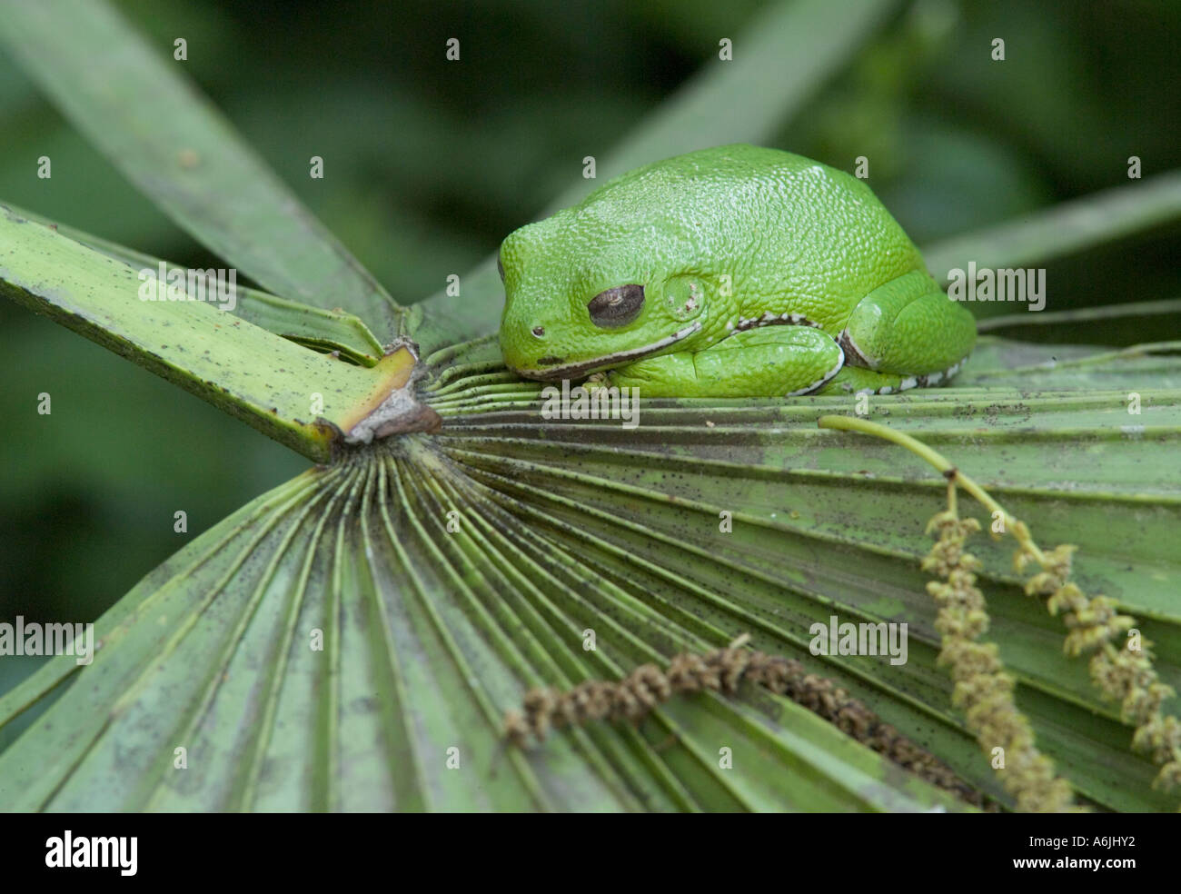 Ranocchio verde dormire su Sable Palmetto frond Foto Stock